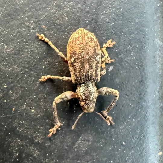 Pandeleteius hilaris weevil