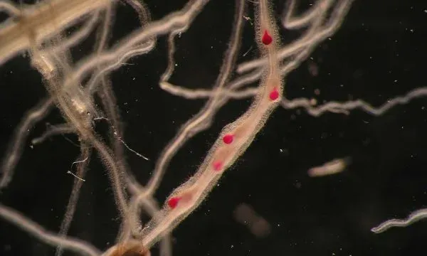 Root-lesion nematode