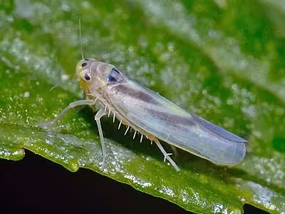 Arboridia