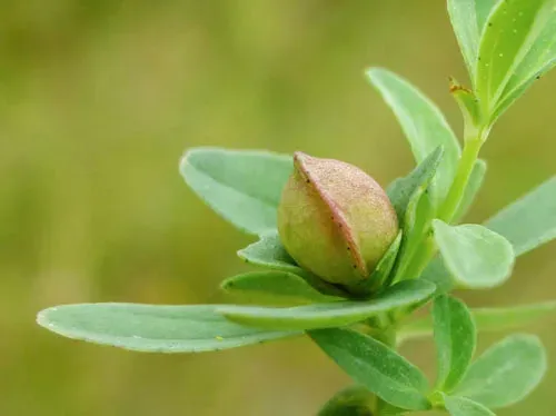 St. John's wort gall midge