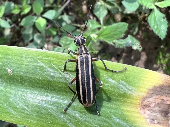 Striped blister beetle