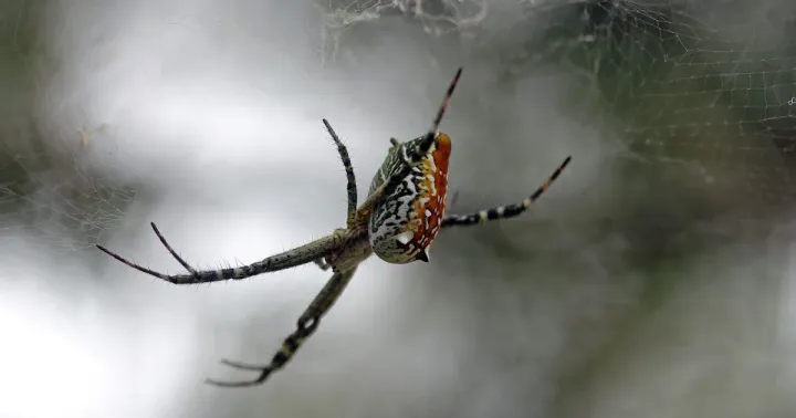 Cyrtophora