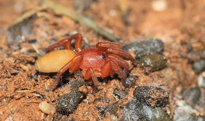 Palpimanus