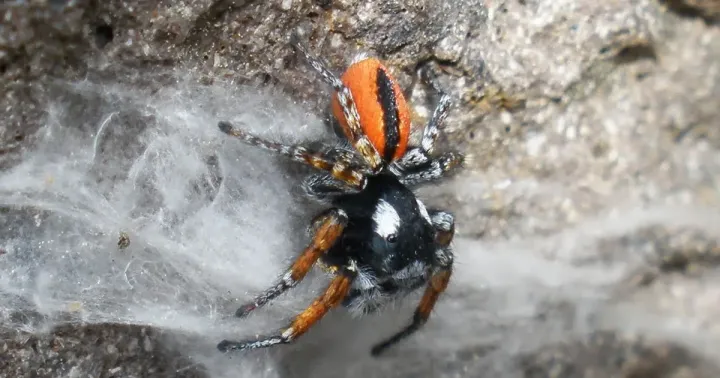 Philaeus