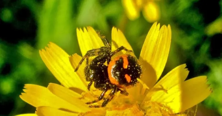 Synema spider