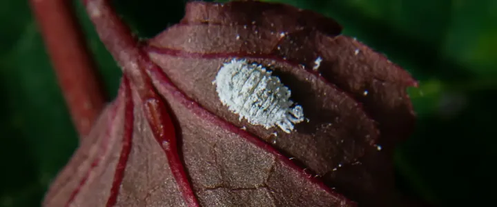 Berner's mealybug