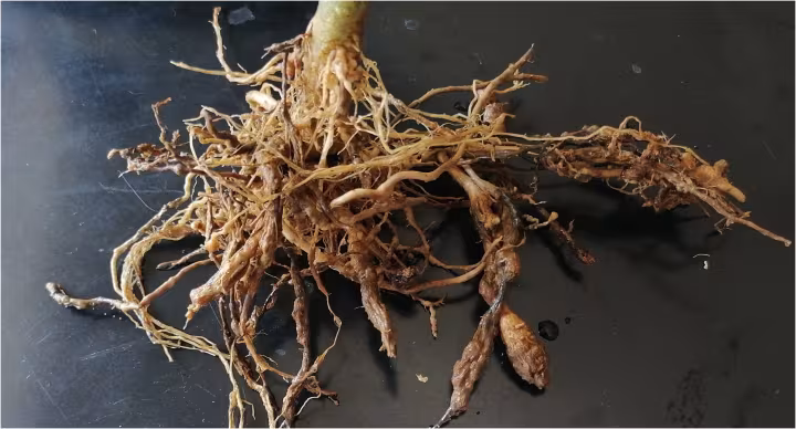 Root-knot nematode