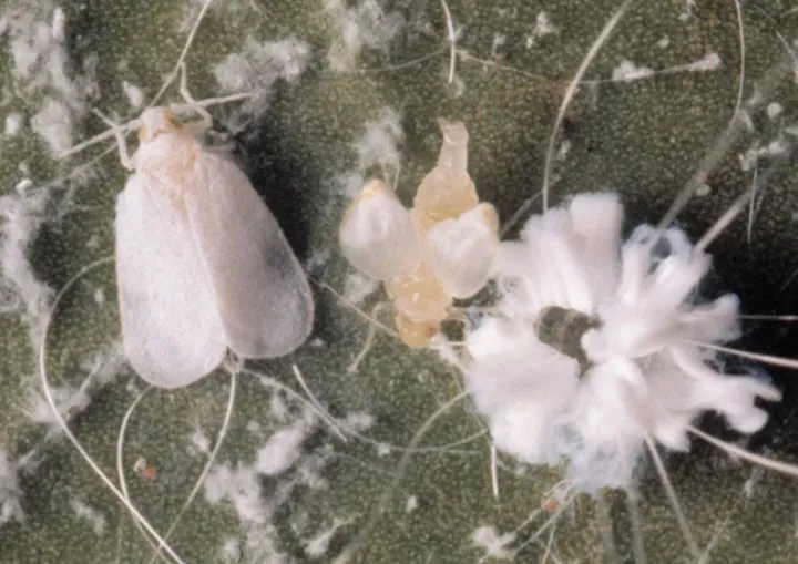 Palm whitefly