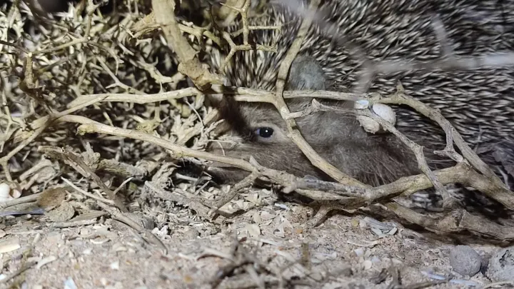 Algerian hedgehog