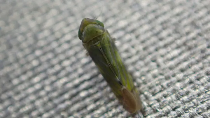 Лігуропія