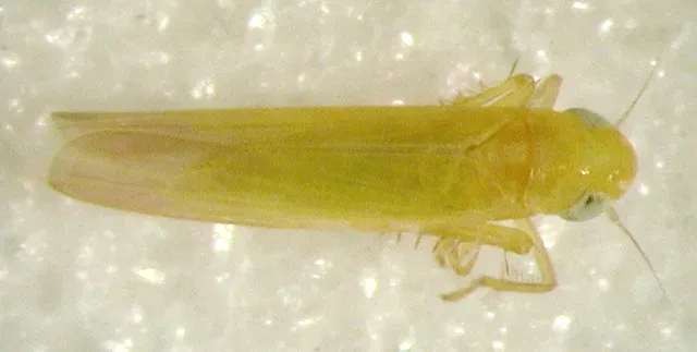 Anzygina leafhopper