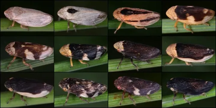 Philaenus loukasi