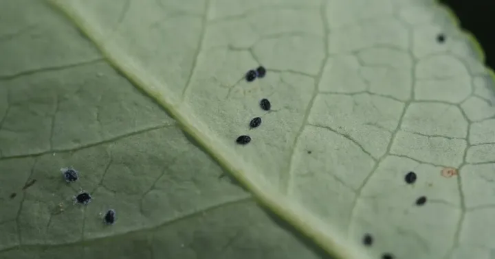 Bear whitefly
