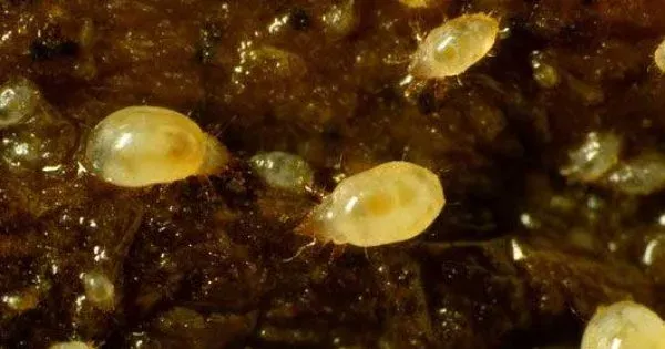 Mushroom bulb mite