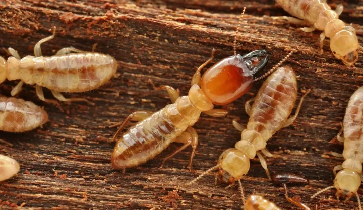Porotermes adamsoni