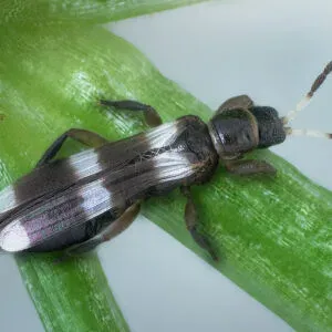 Ethiopian thrips