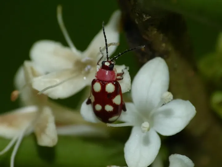 Omophoita quadrinotata