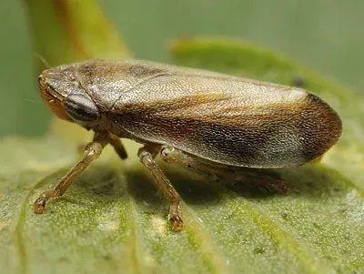 Exclamation froghopper