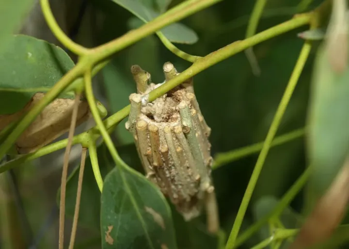 Saunders' case moth
