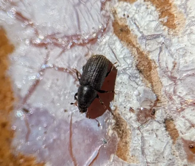 Large pine bark beetle
