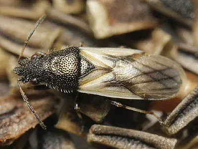 Клоп-слепняк Metopoplax ditomoides
