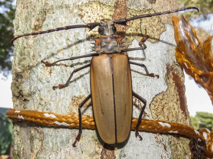 Enoplocerus armillatus