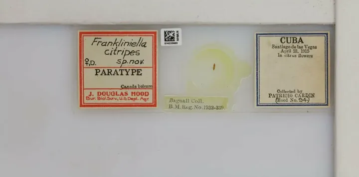 Citrus thrips