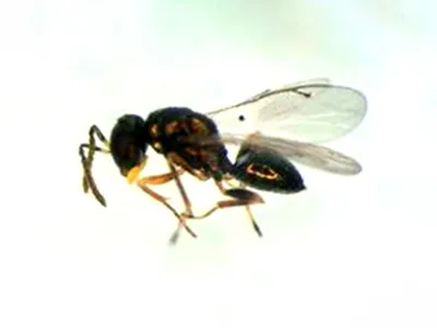 Halticoptera arduine