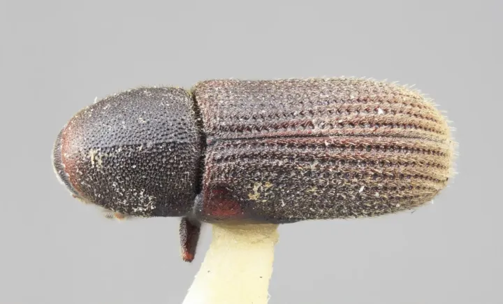 Reticulate bark beetle