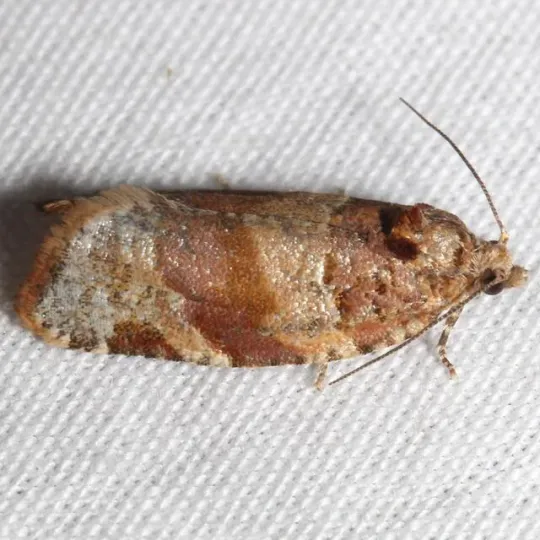 Argyrotaenia kimballi