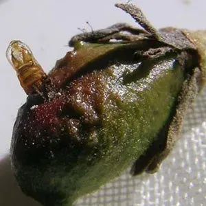 Avocado gall midge