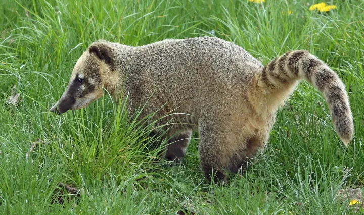 South American coati