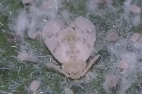 Bondar's whitefly