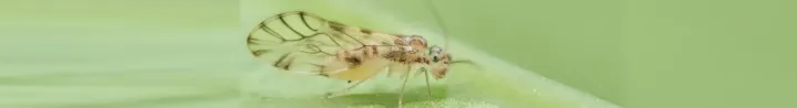 Booklouse