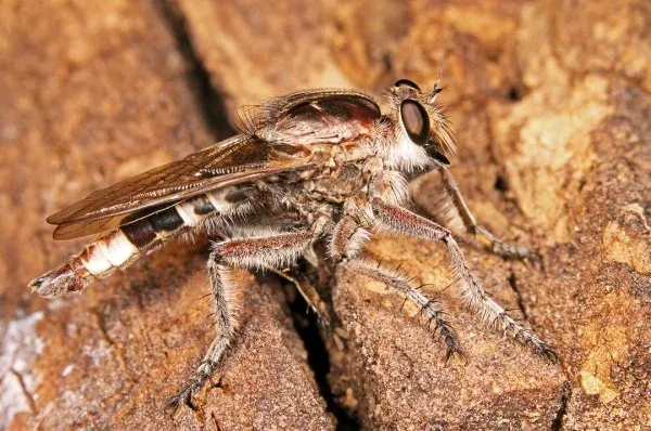 Yellow-tailed robber fly