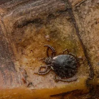 Hyalomma marginatum