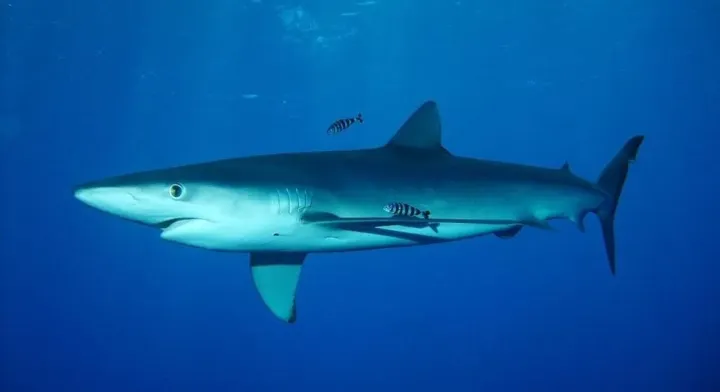 Blue shark