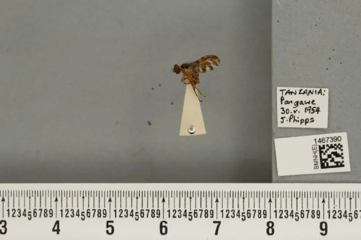 Bistrispinaria magniceps