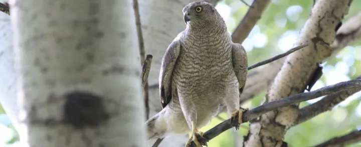 Northern Goshawk