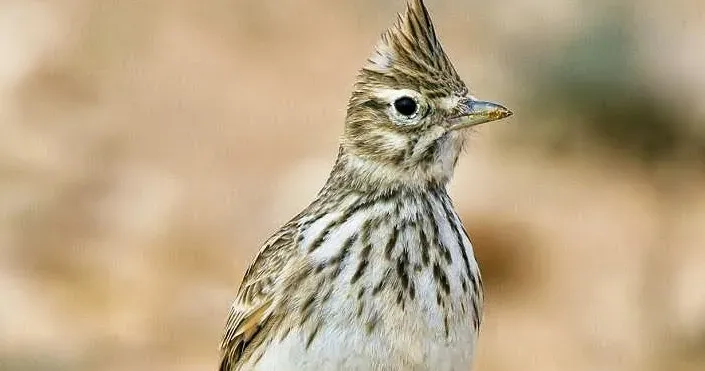 Thekla's lark