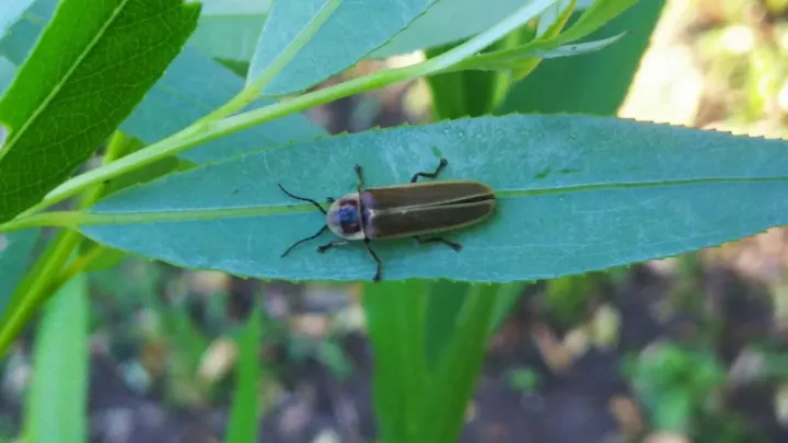 Світляк Photinus signaticollis