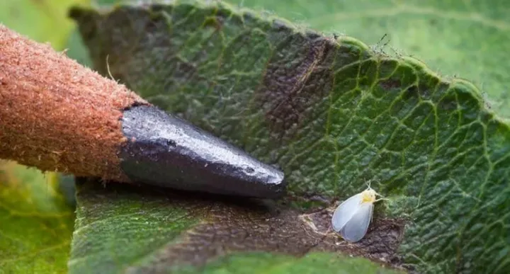 Spiraea whitefly