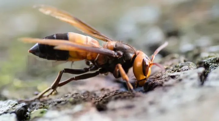 Шершень родственный