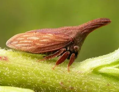 Горбатка Campylenchia latipes