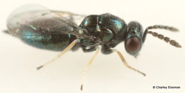 Chrysocharis