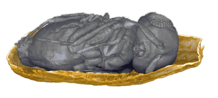 Lariophagus