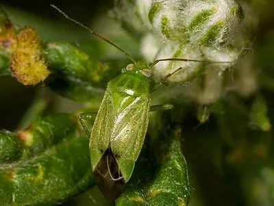 Apolygus plant bug