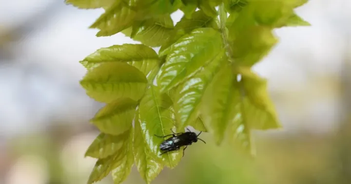 Ash sawfly