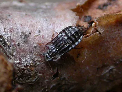 Микропеплюс