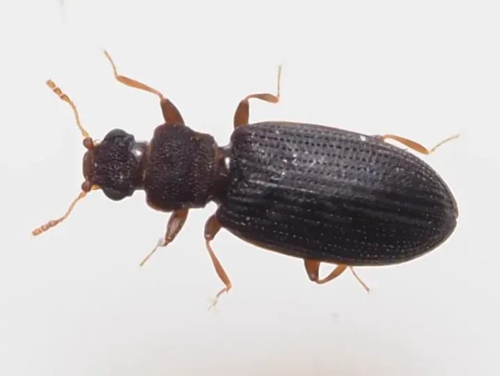 Enicmus brevicornis